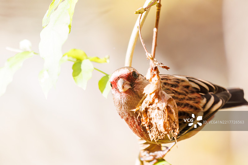 一只可爱的长尾红雀（Uragus sibiricus，雀科）在用餐时。图片素材