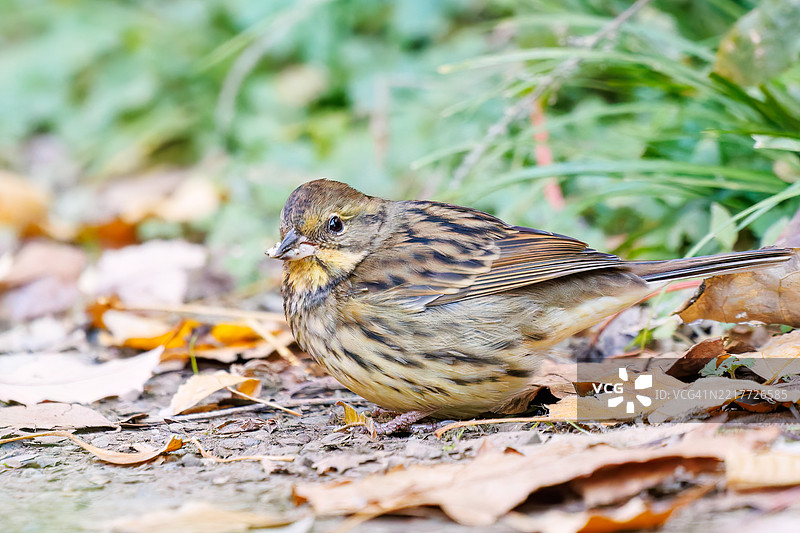 可爱的灰尾鹤鹑（Emberiza spodocephala，属于雀科）在寻找食物。图片素材