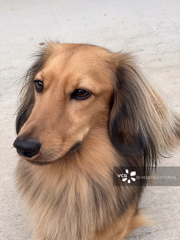 长毛腊肠犬图片素材