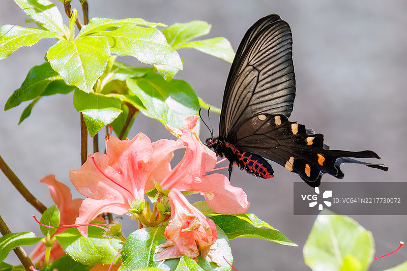 一只美丽的中国风车，阿托弗尼乌拉·阿尔西努斯，燕尾蝶在花丛中翩翩起舞。图片素材