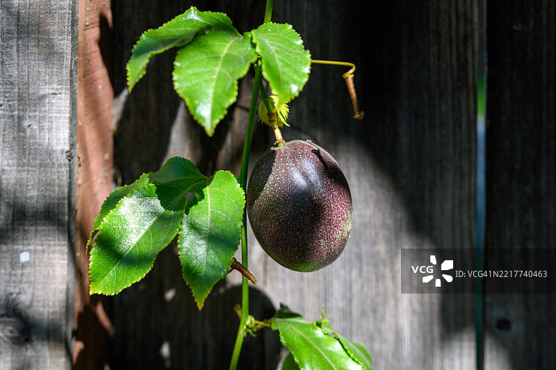 成熟的百香果挂在藤上图片素材