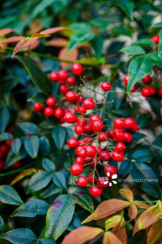 神圣竹（南天竹）图片素材