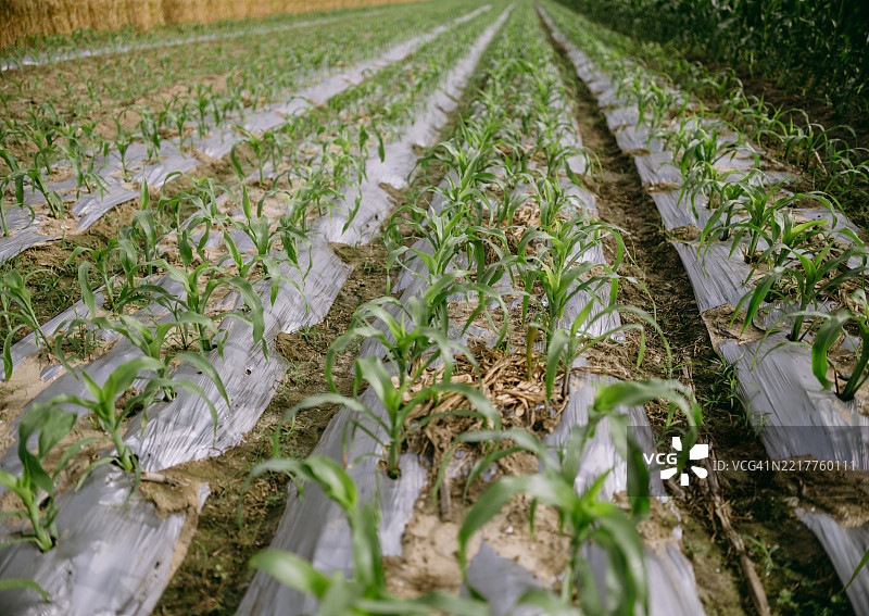 年轻的玉米苗在玉米田中整齐地生长。图片素材