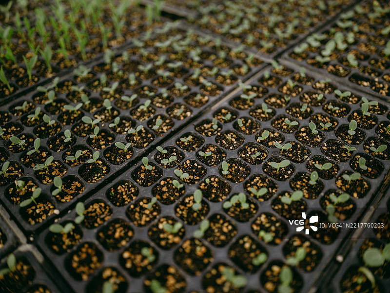 育苗盘中的幼苗图片素材