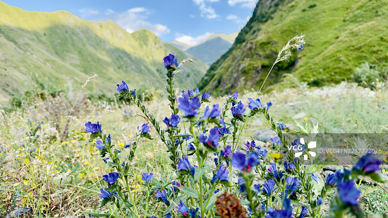 繁茂的山谷盛开着野花图片素材
