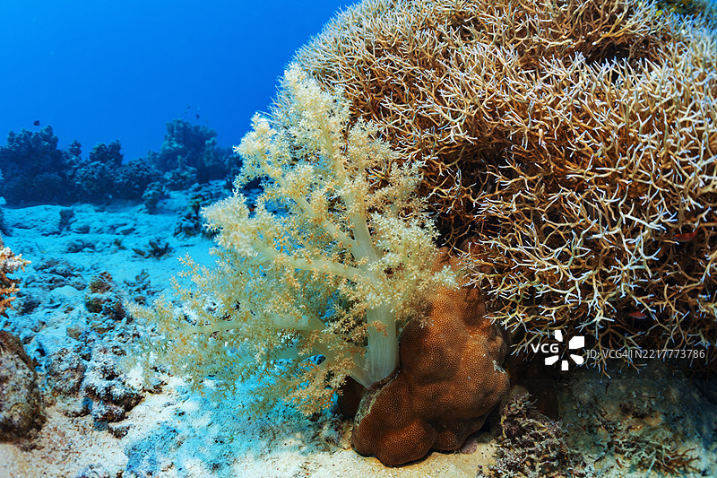 珊瑚礁 刺状海绵 - Dendronephthya sp. 和 管乐珊瑚 - Tubipora musica 硬珊瑚和软珊瑚 潜水 水下海洋生物图片素材