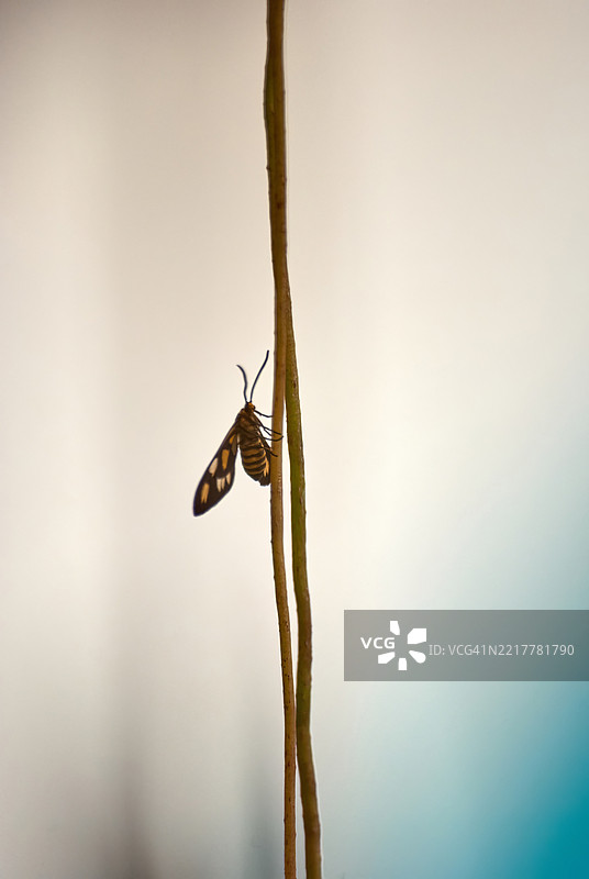 特写镜头展示了一只模仿黄蜂的蛾子栖息在细长的茎上。图片素材