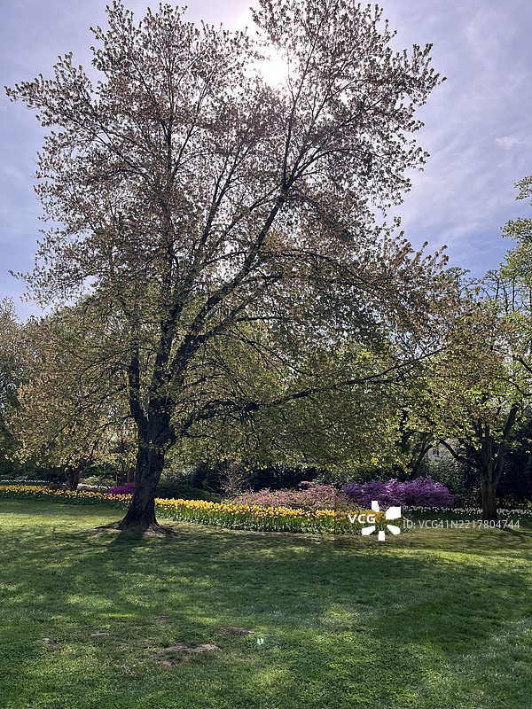 色彩斑斓的郁金香在舍伍德花园中盛开。图片素材