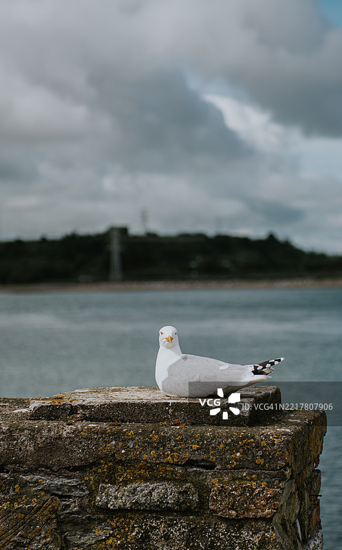 一只若无其事的成年海鸥坐在石墙上。图片素材
