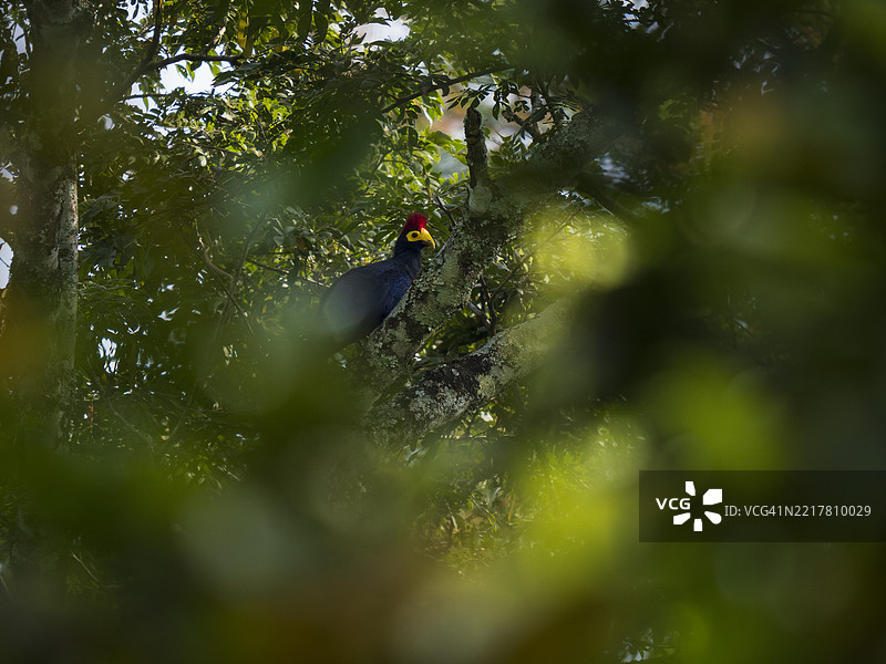罗斯的图拉科（Tauraco rossae）栖息在卡卡梅加雨林中的一棵树上图片素材