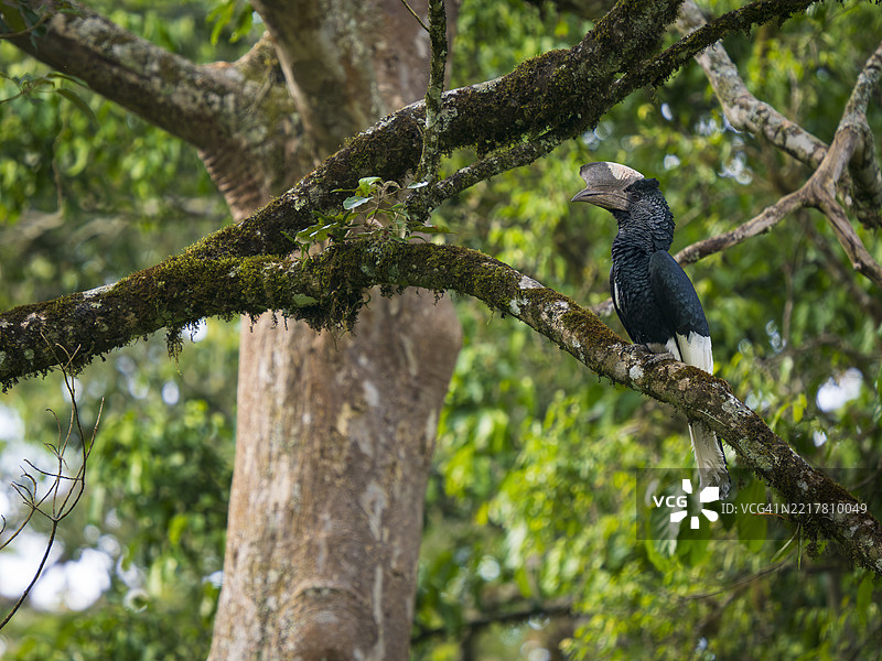 卡卡梅加雨林中的黑白冠鹤（Bycanistes subcylindricus）图片素材