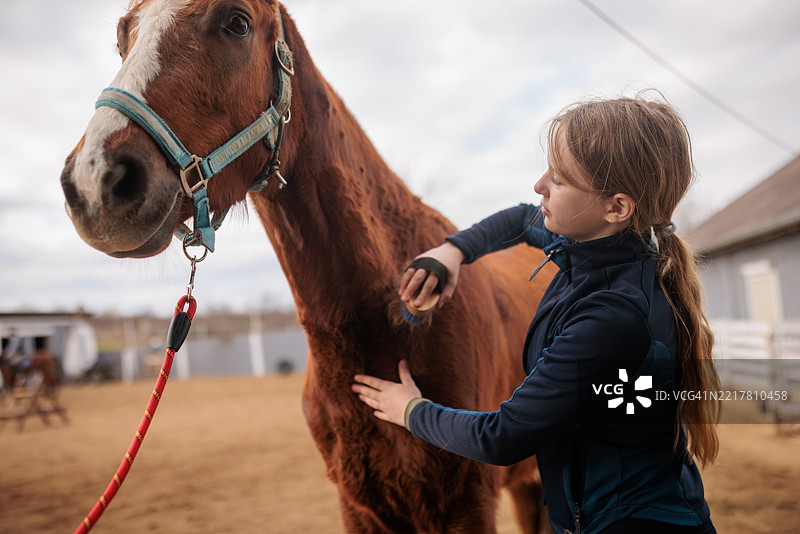 小女孩与马匹梳理毛发的时光图片素材