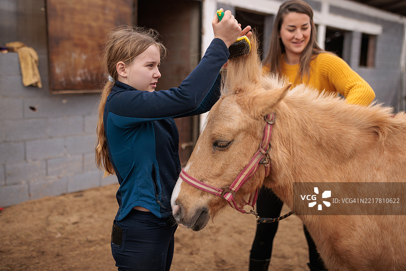 姐妹们在牧场户外为马匹梳毛图片素材