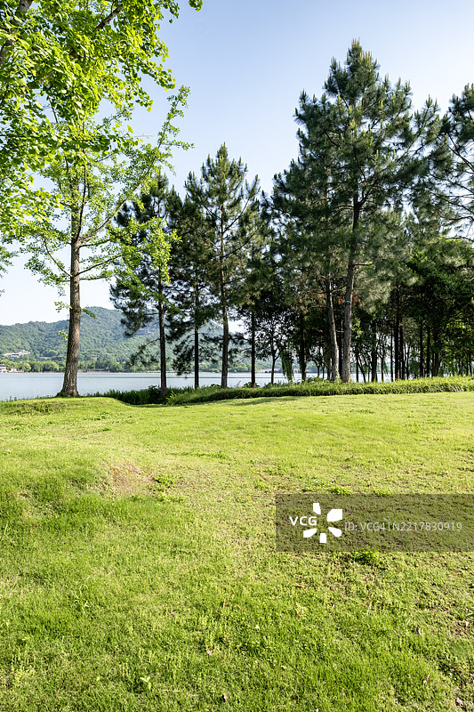 阳光明媚的草地上的混合森林与阴影游戏图片素材