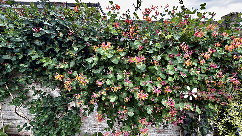 伊特鲁里亚忍冬（Lonicera Etrusca）植物的花蕾、盛开和特写图片素材