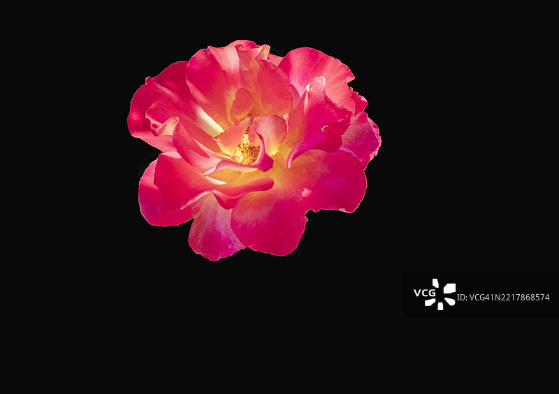 黑色背景上的单朵玫瑰花头图片素材