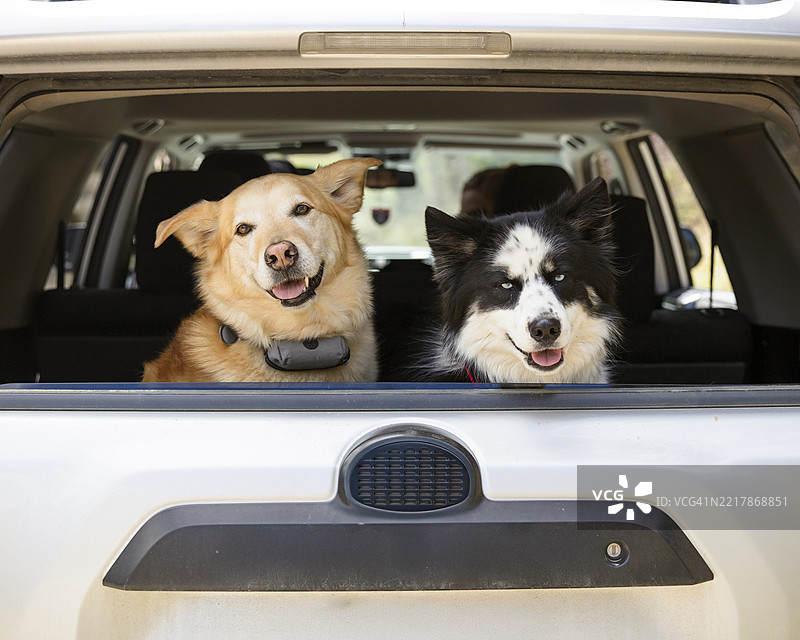 两只狗在SUV的后窗外张望图片素材