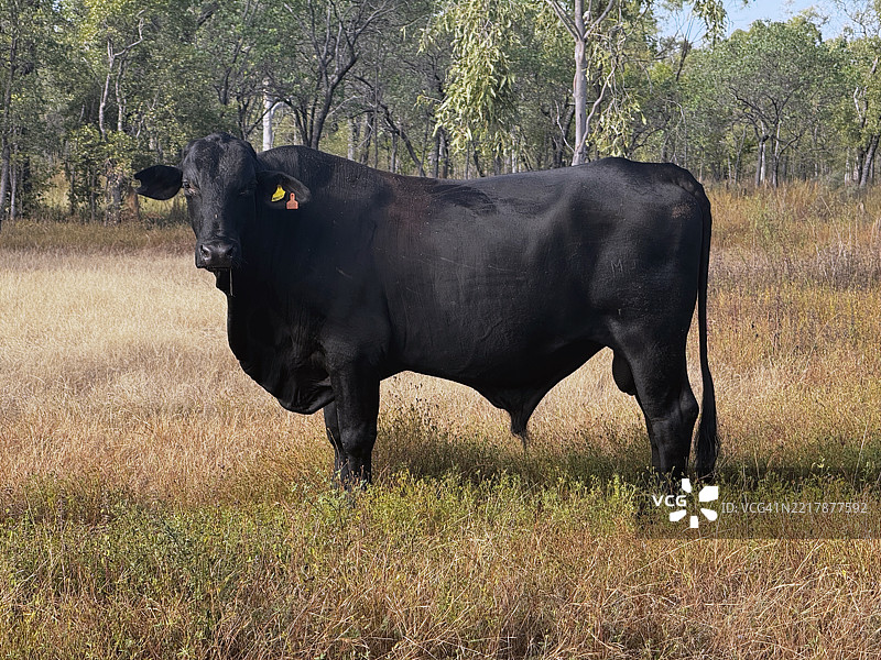 澳大利亚牛肉 - 荒野公牛图片素材