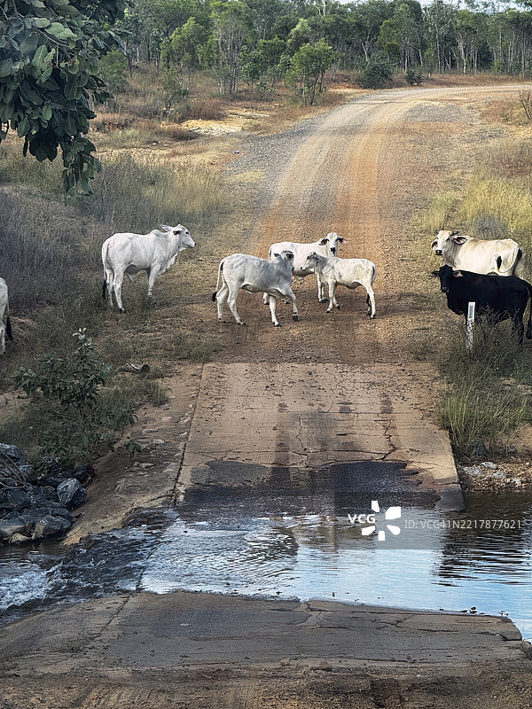 澳大利亚内陆牛肉牛图片素材