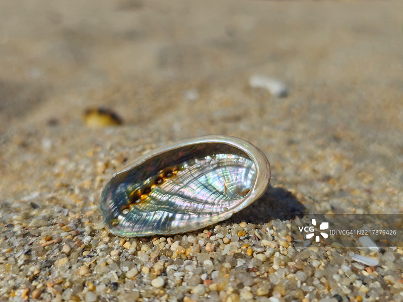 小型（幼年）鲍鱼壳的特写图像图片素材