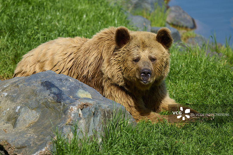 欧洲棕熊（Ursus arctos arctos），卧在草地上图片素材