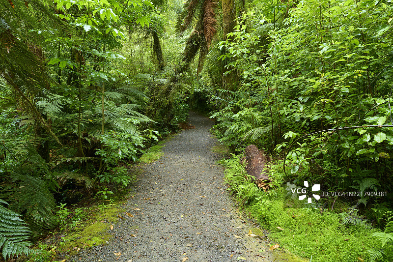 森林中的人行道，瀑布步道，麦克拉伦瀑布公园，奥马纳瓦，新西兰北岛图片素材