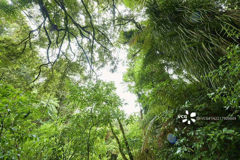 温带雨林，瀑布步道，麦克拉伦瀑布公园，奥马纳瓦，新西兰北岛图片素材