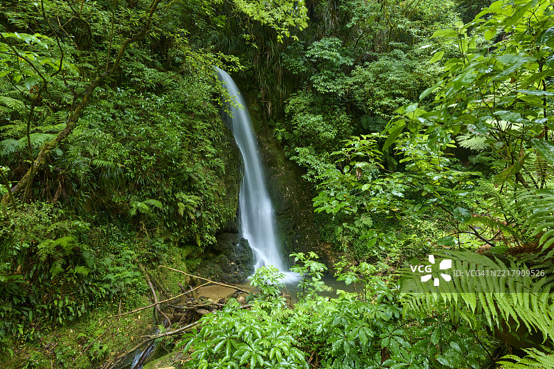 森林中的瀑布，瀑布步道，麦克拉伦瀑布公园，奥马纳瓦，新西兰北岛图片素材