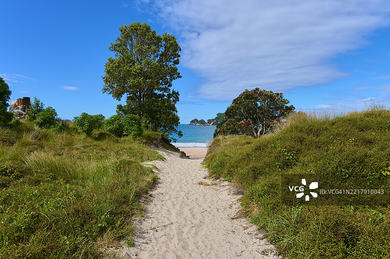 通往海滩的小路，夏季，哈希海，怀卡托，科罗曼德半岛，新西兰北岛图片素材
