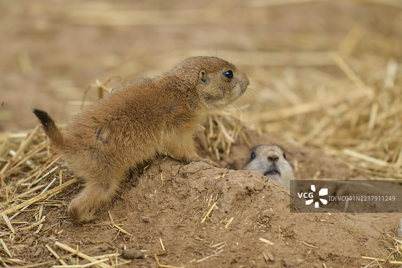 黑尾草地犬鼠（Cynomys ludovicianus），两只幼崽在洞穴上玩耍图片素材