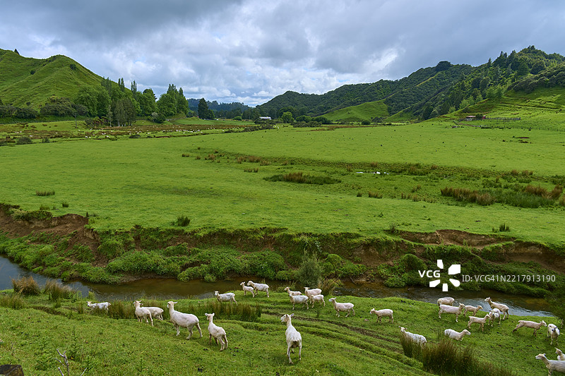 夏季的草地风景，羊群在草地上，斯特拉斯莫尔鞍，遗忘世界公路，斯特拉特福德，塔拉纳基，新西兰北岛图片素材