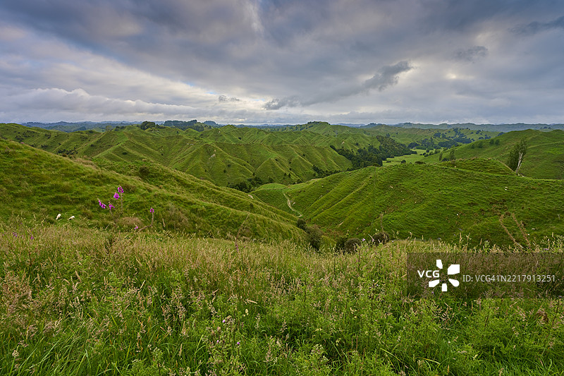 夏季的草甸风景，斯特拉斯莫尔鞍，遗忘世界公路，斯特拉特福德，塔拉纳基，新西兰北岛图片素材