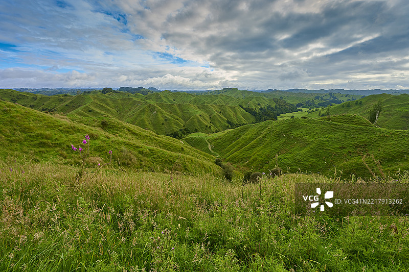 夏季的草甸风景，斯特拉斯莫尔鞍，遗忘世界公路，斯特拉特福德，塔拉纳基，新西兰北岛图片素材