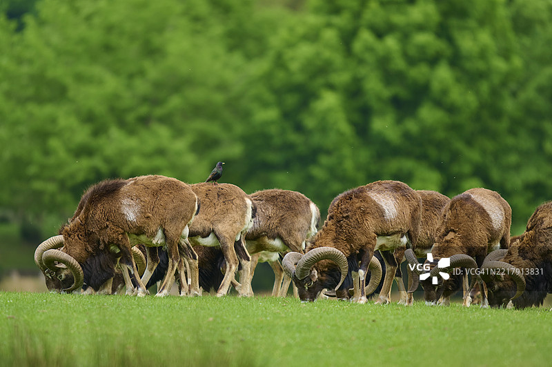 欧洲野羊（Ovis orientalis musimon），在草地上的一群，春天图片素材