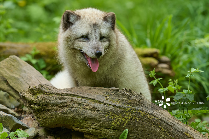 北极狐（Vulpes lagopus），在粗大的树根上，春天图片素材