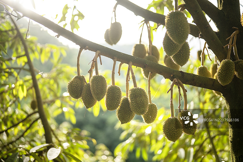 小榴莲挂在树枝上，泰国榴莲园的风景图片素材
