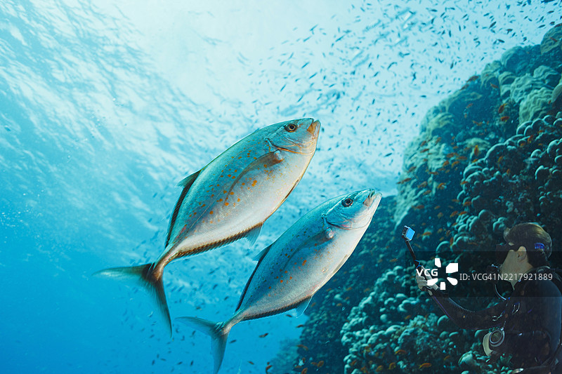 金枪鱼，两条橙斑鲹和一位使用运动相机拍摄的女性潜水员。水下照片，海洋生物。图片素材