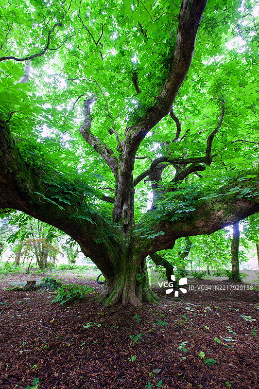 伟大的古老杜鹃树，凯恩多，苏格兰，英国图片素材