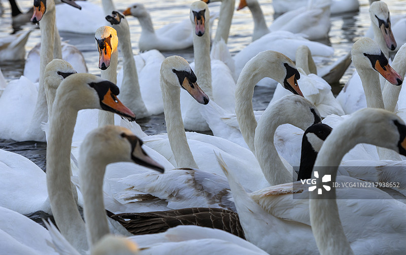 一群天鹅在英格兰斯特拉特福德-阿庇温。图片素材