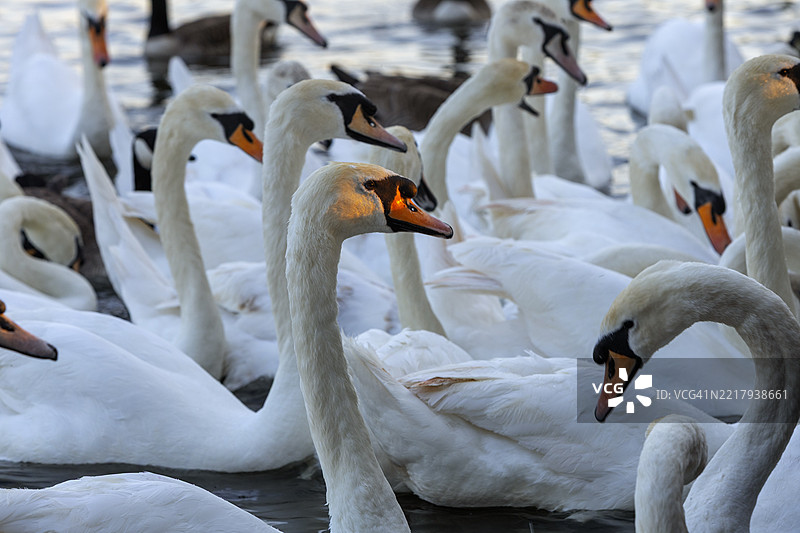 一群天鹅在英格兰斯特拉特福德-upon-Avon。图片素材