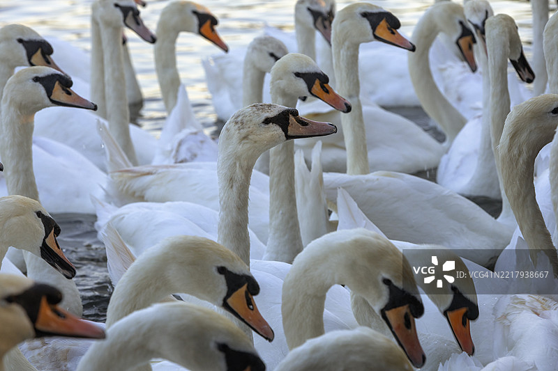 一群天鹅在英格兰的斯特拉特福德-阿庇温。图片素材