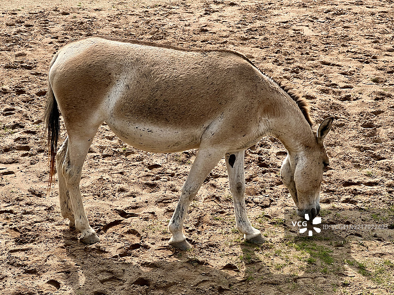 野驴（Equus hemionus onager）图片素材