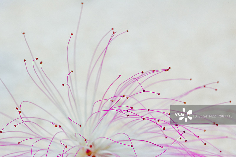 一只卡兰德拉的特写，部分雄蕊在空气中振动。抽象风格。图片素材