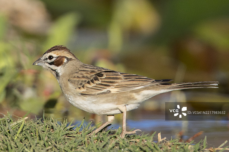 云雀雀图片素材