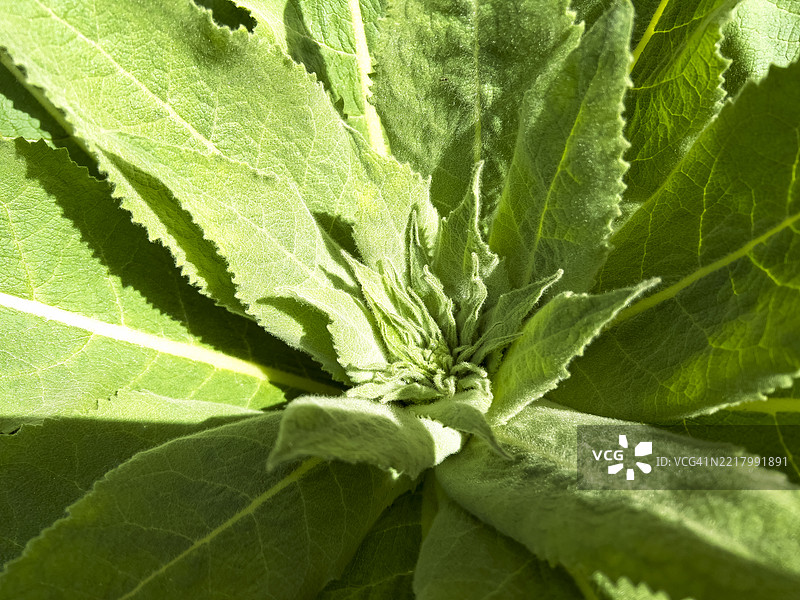 大灯心草植物背景，伟大灯心草、较大灯心草或普通灯心草图片素材