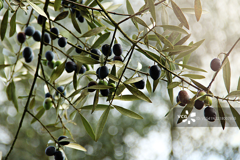 准备收获的黑橄榄橄榄树图片素材