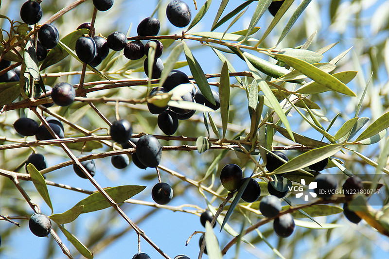 准备收获的黑橄榄橄榄树图片素材
