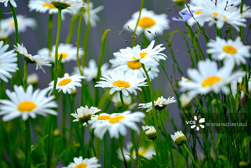 夏斯塔雏菊图片素材