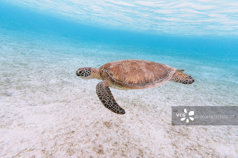 在清澈的热带水域中游动的海龟，冲绳，日本图片素材
