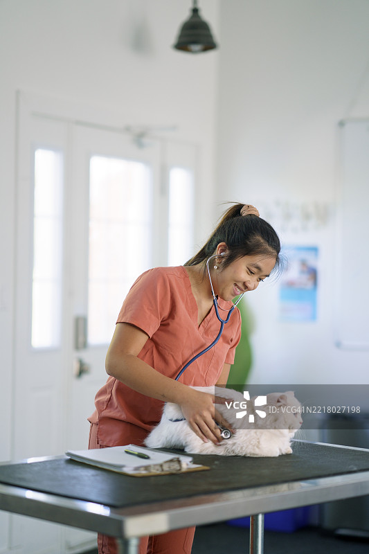 兽医在明亮的诊所里用听诊器检查一只毛茸茸的白猫图片素材